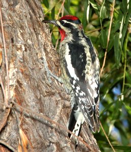 SAPSUCKER, RED-NAPED (9-25-11) pena blanca lake, scc, az - 01