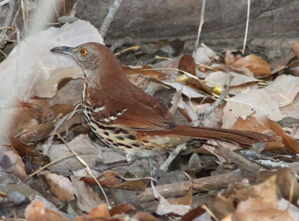 THRASHER, BROWN (1-31-12) de anza trail, carmen, scc, az -02b