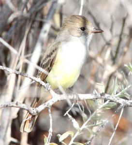 FLYCATCHER, NUTTING'S (1-1-12) bill william's nwr, parker dam area, az - 08
