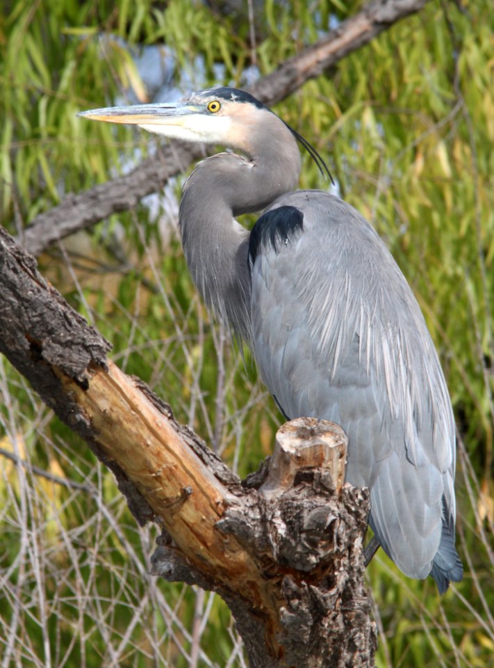 HERON, GREAT BLUE (10-15-12) pena blanca lake, scc, az -01
