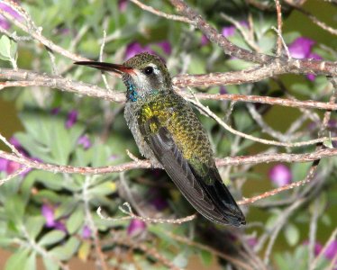 HUMMINGBIRD, BROAD-BILLED (7-16-12) 78 circulo montana, patagonia lake ranch estates, scc, az -01