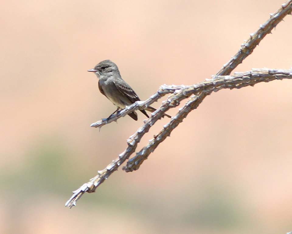 WOOD-PEWEE, WESTERN WOOD (5-13-11) 78 circulo montana, patagonia lake ranch estates, scc, az -01