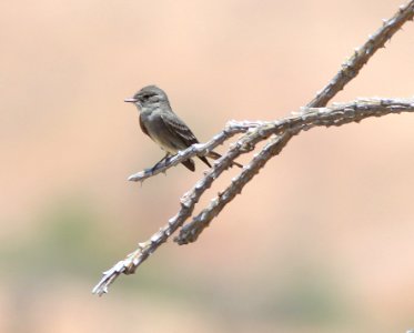 WOOD-PEWEE, WESTERN WOOD (5-13-11) 78 circulo montana, patagonia lake ranch estates, scc, az -01