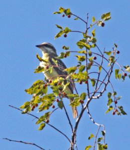 FLYCATCHER, PIRATIC  (9-19-12) rattlesnake springs, eddy co, nm -06