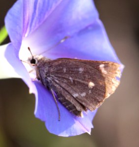 SKIPPER, SHEEP (Atrytonopsis edwardsii) (9-6-12) pena blanca lake, scc, az -02