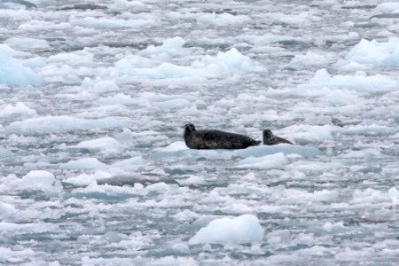 Harbor Seal and pup