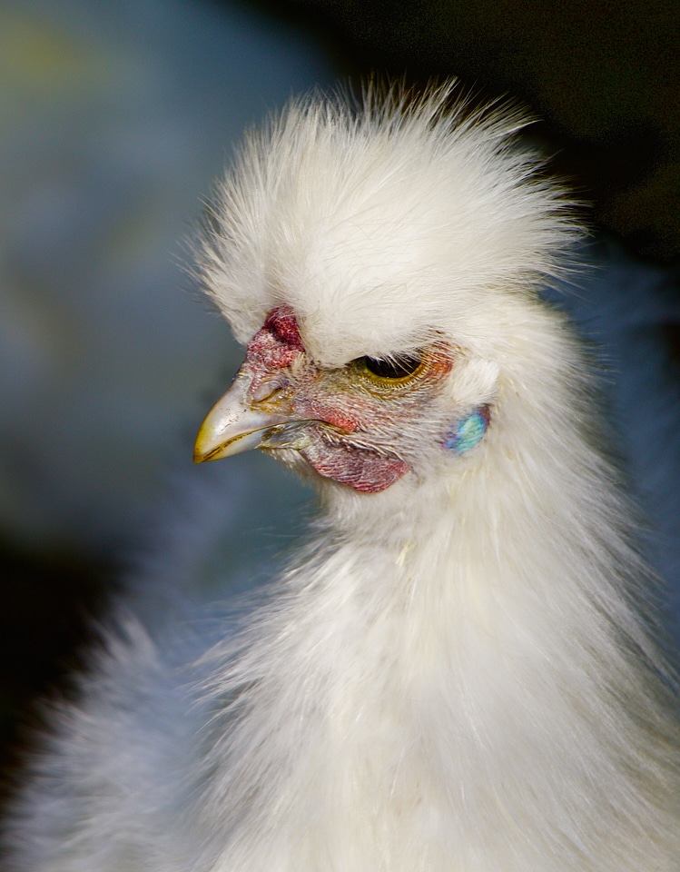 Chicken seidenhuhn portrait