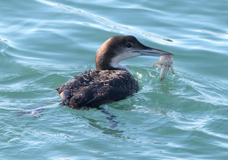 LOON, COMMON (12-17-11) moss landing, ca - (2)