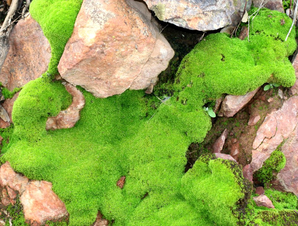 HARSHAW ROAD moss, patagonia mts, scc, az (9-7-12) -01