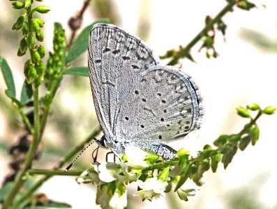 SPRING AZURE (Celastrina ladon) (8-30-12) 5800ft, near seneca, gila co, az -01