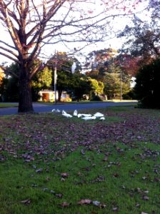 pymble Cockatoos Autumn far