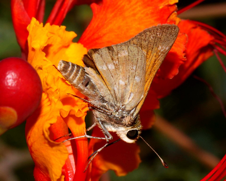 SKIPPER, PAHASKA (Hesperia pahaska) (9-17-10) 78 circulo montana, pat lake ranch estates, scc, az -01