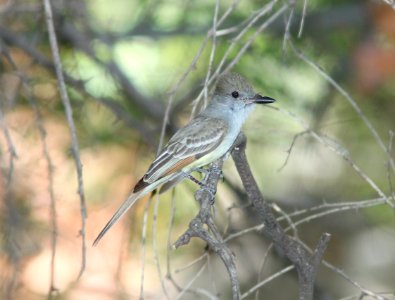 FLYCATCHER, BROWN-CRESTED (5-29-11)  patagonia roadside rest, scc, az -01