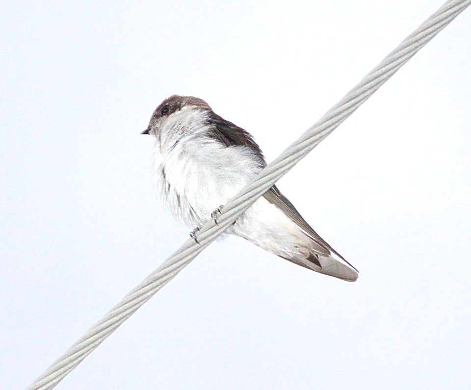 SWALLOW, VIOLET-GREEN (9-8-11) 78 circulo montana, patagonia lake ranch estates, scc, az -01
