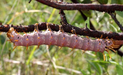 CATERPILLAR sp (9-4-11) harshaw road, scc, az -01
