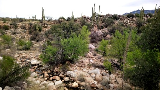 Catalina State Park