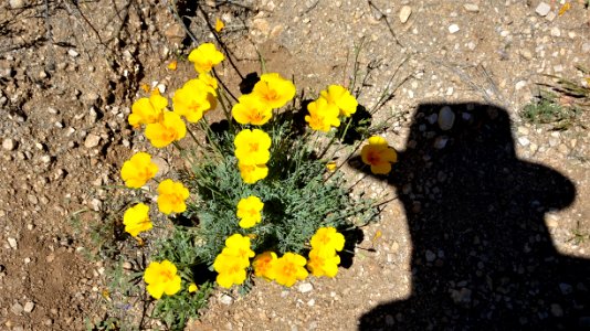 2019.03.23 Catalina State Park, California Poppies