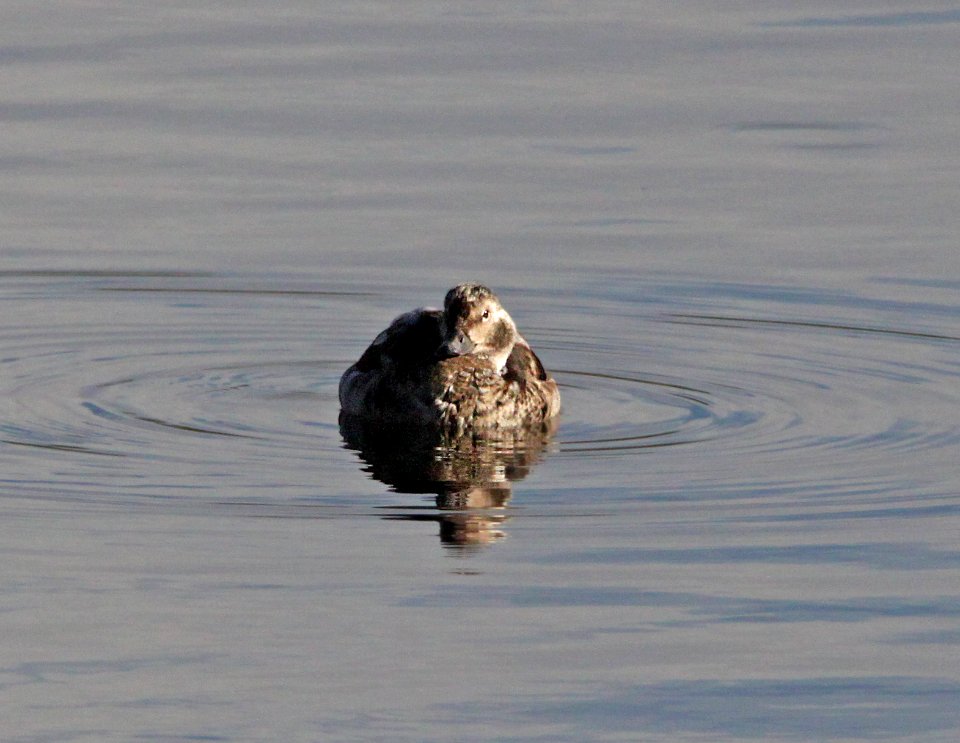 DUCK, LONG-TAILED (11-4-11) pena blanca lake, scc, az -14
