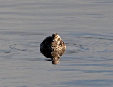 DUCK, LONG-TAILED (11-4-11) pena blanca lake, scc, az -14