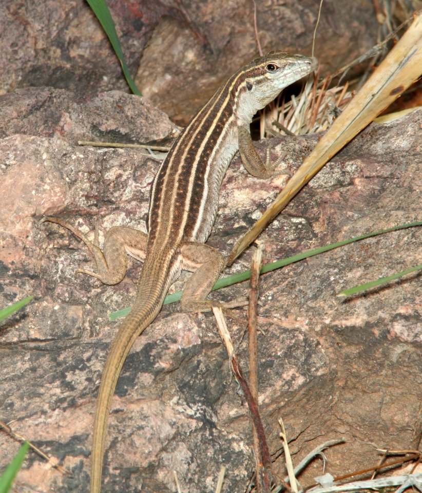 WHIPTAIL, SONORAN SPOTTED (Aspidoscelis sonorae) (7-19-11) harshaw road, patagonia mts, scc, az -01