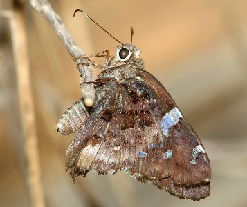 SKIPPER, ARIZONA (Codatractus arizonensis) (8-7-11) harshaw road, scc, az -02