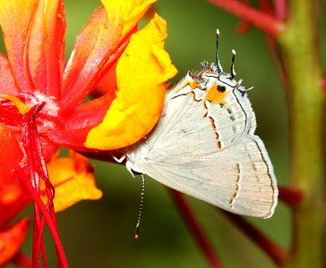 HAIRSTREAK, GRAY (Strymon melinus) (7-6-11) 78 circulo montana, patagonia lake ranch estates, scc, az - 01