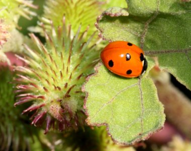 BUG, SEVEN-SPOTTED LADY (Coccinella septempunctata) (9-18-11) patagonia lake, scc, az -01