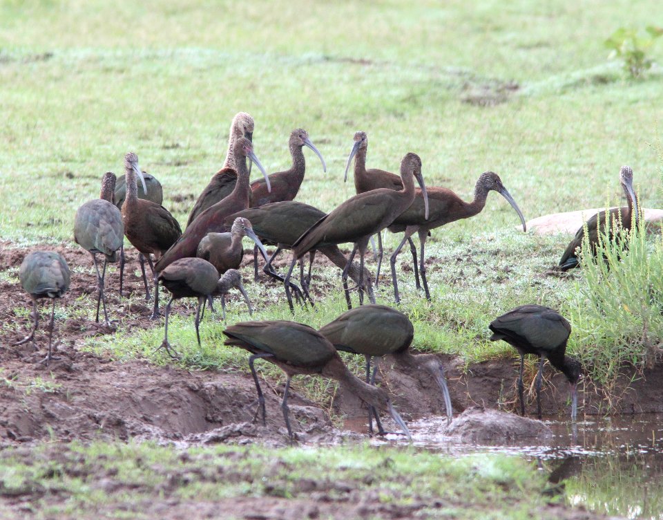 IBIS, WHITE-FACED (9-8-11) rio rico ponds, scc, az -01