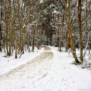 Southwood Winter Walk