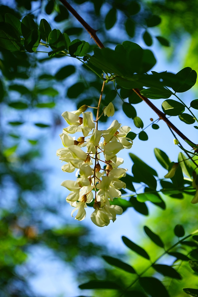 Common maple robinia tree