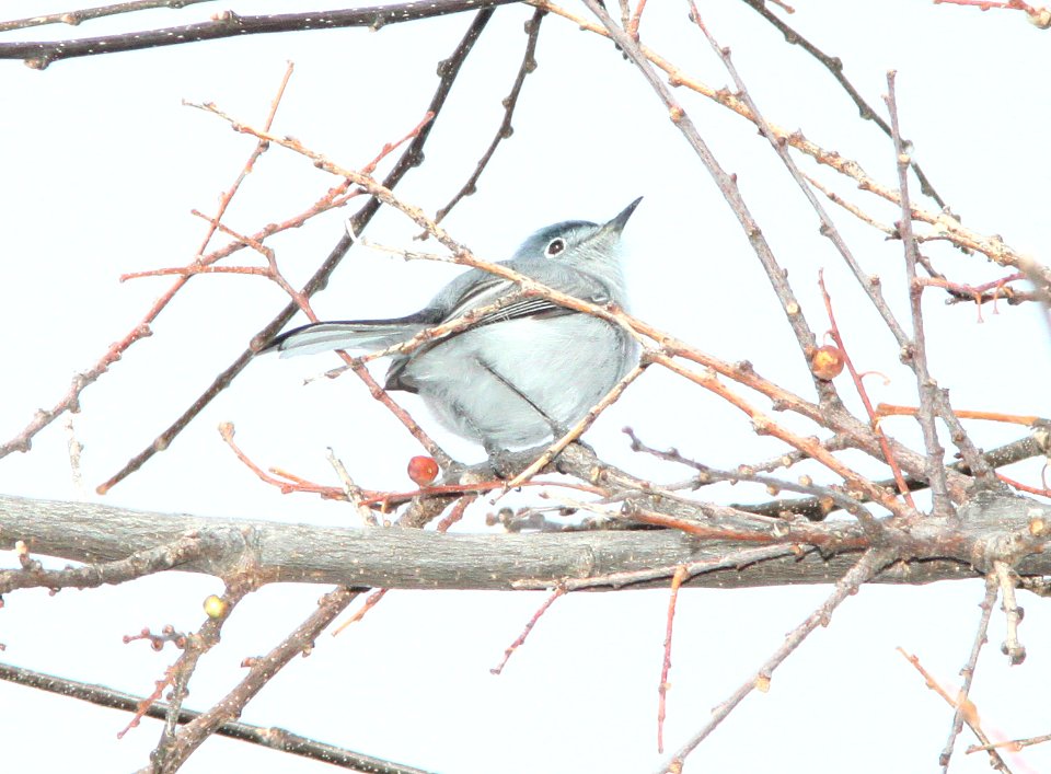 GNATCATCHER, BLUE-GRAY (3-25-12) nuttings wash, patagonia lake, scc, az -01