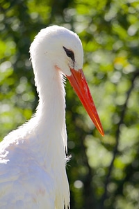 Birds stork portrait