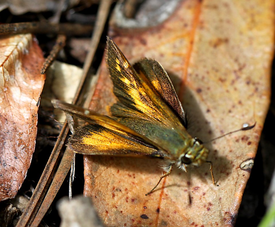 SKIPPER, TAXILES (Poanes taxiles) (8-8-11) madera canyon, scc, az -02