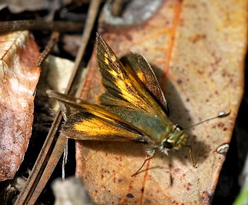 SKIPPER, TAXILES (Poanes taxiles) (8-8-11) madera canyon, scc, az -02