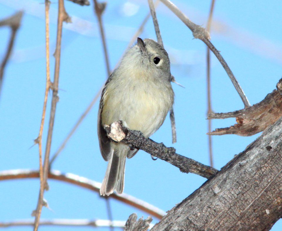 VIREO, HUTTON'S (3-21-12) patagonia lake state park, scc, az -01