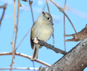 VIREO, HUTTON'S (3-21-12) patagonia lake state park, scc, az -01