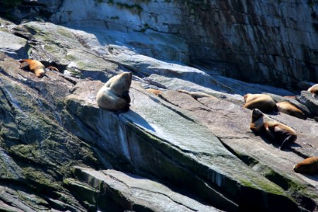 Steller sea lions photo