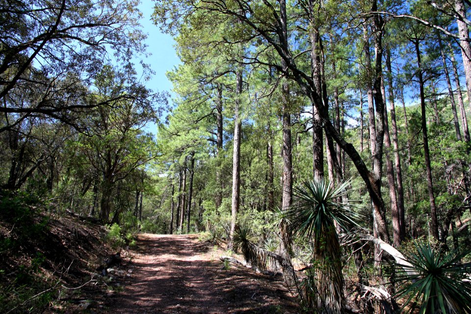 UPPER HUMBOLDT CYN, Patagonia Mts, scc -013 (8-3-12) the pine grove in the canyon -01