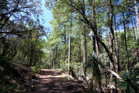 UPPER HUMBOLDT CYN, Patagonia Mts, scc -013 (8-3-12) the pine grove in the canyon -01