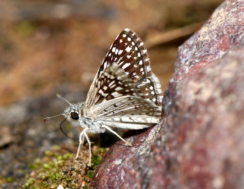 CHECKERED-SKIPPER, DESERT (Pyrgus philetas) (7-27-12) harshaw road culverts, scc, az-01