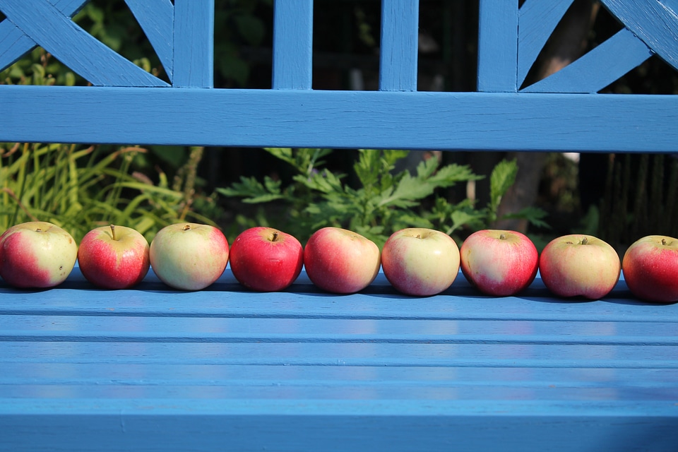 Healthy garden red apple