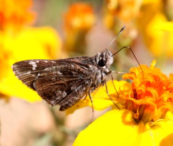 ROADSIDE-SKIPPER, NYSA (Amblyscirtes nysa) (8-2-12) san rafael grassland, scc, az -03