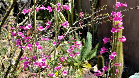 2019.03.31 Desert Museum