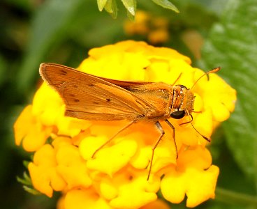 SKIPPER, FIERY (Hylephilia phyleus) (9-1-11) 78 circulo montana, patagonia lake ranch estates, scc, az -01