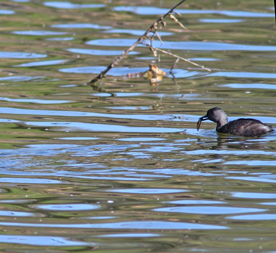 GREBE, LEAST (5-14-11) carrying food to juv, pena blanca lake, scc.az -01