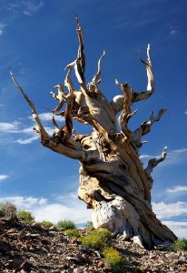 CA 1231 - INYO NAT FOREST, ANCIENT BRISTLECONE FOREST, ca - 30