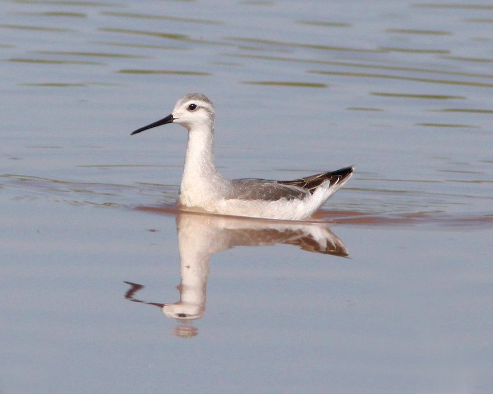 PHALAROPE, WILSON'S (8-2-12) san rafael grassland, scc, az -02