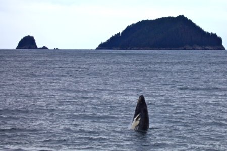 Humpback breaching