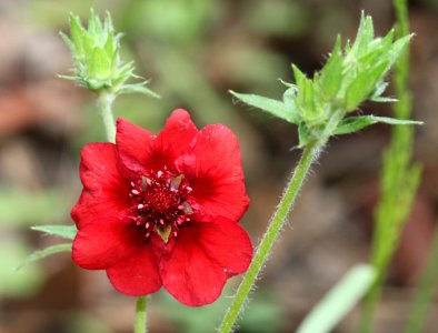 CINQUEFOIL, THURBER'S (Potentilla thurberi) (8-9-11) madera canyon, scc, az -01a2