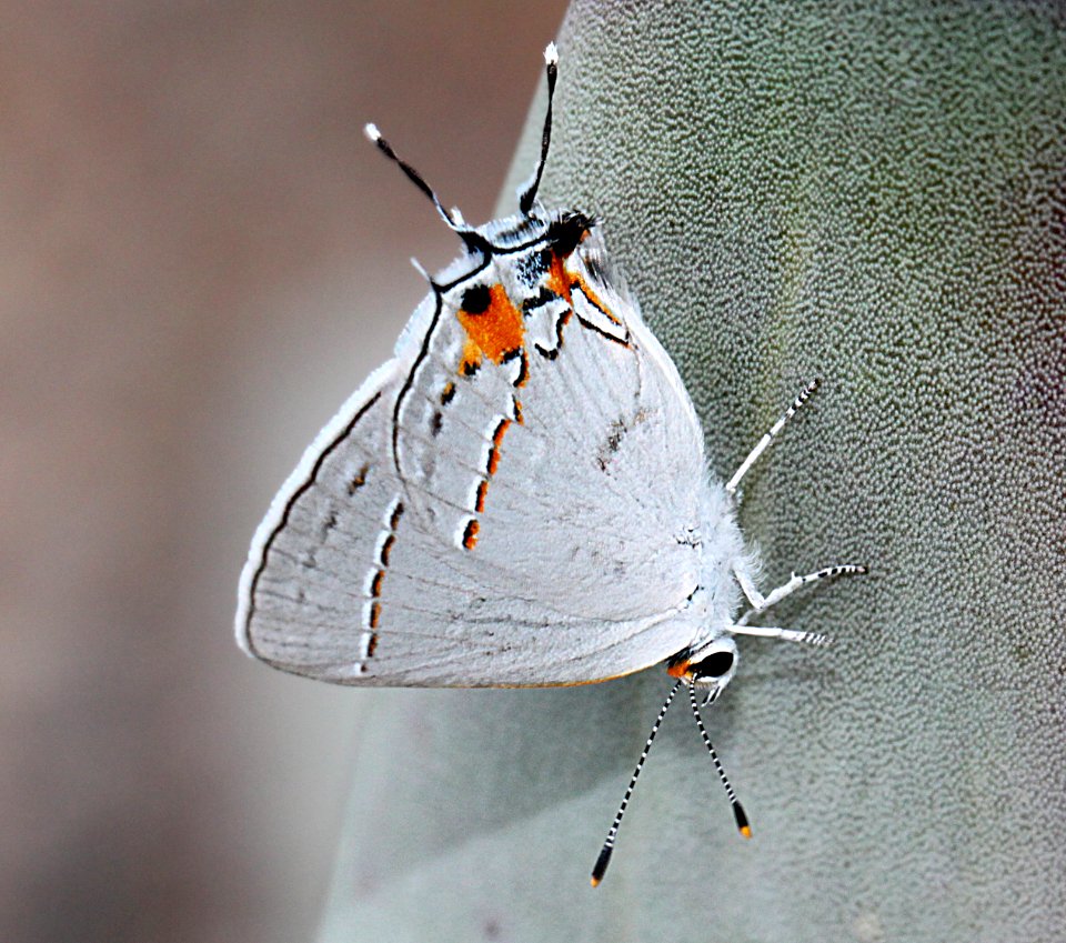 HAIRSTREAK, GRAY (Strymon melinus) (7-6-11) 78 circulo montana, patagonia lake ranch estates, scc, az - 03